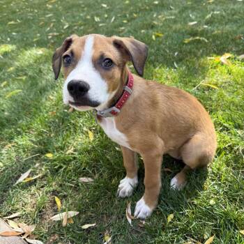 Rescue Mixed Breed Dogs for Adoption in Jackson, Wyoming - Buttercup | PetCurious