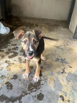 SCOTTER -  Mixed Breed Dog for Adoption in Dallas, Texas - SCOTTER | PetCurious