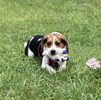 Johnny Cash -  Beagle Dog for Adoption in Odessa, Florida - Johnny Cash | PetCurious