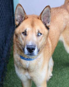 Siberian Husky and Shepherd Dogs Available for Adoption - Payaso 308690 | PetCurious