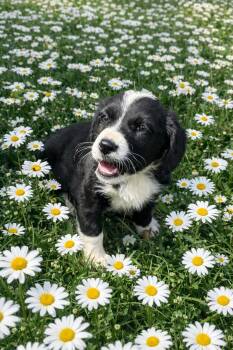 Border Collie Dogs Available for Adoption - Spring Flower Girl - Daisy | PetCurious