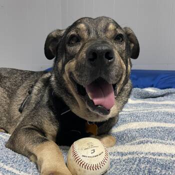 Rescue Shepherd Dogs for Adoption in Columbia, South Carolina - Ol