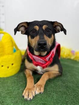 Mellie-One of our Amazing Rescue Dogs -  Rottweiler and Labrador Retriever Dog for Adoption in Carlsbad, California - Mellie-One Of Our Amazing Rescue Dogs | PetCurious