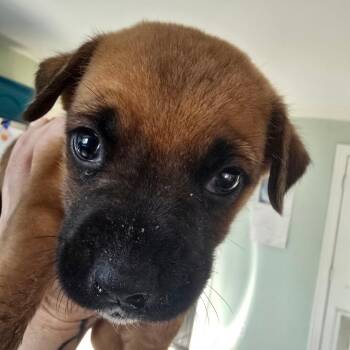Nicholas Cage -  Black Mouth Cur Dog for Adoption in Conway, Arkansas - Nicholas Cage | PetCurious