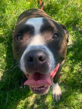 Toggle -  Pit Bull Terrier Dog for Adoption in Chicago, Illinois - Toggle | PetCurious
