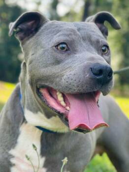 Brick -  American Bully Dog for Adoption in Powell, Tennessee - Brick | PetCurious