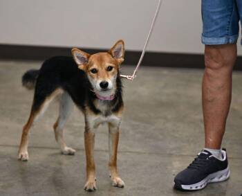 Shirobi -  Shiba Inu Dog for Adoption - Shirobi | PetCurious
