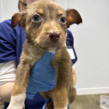 Mixed Breed Dogs Available for Adoption - Bowser | PetCurious