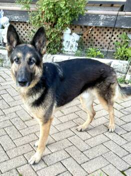 Braco -  German Shepherd Dog Dog Available for Adoption - Braco | PetCurious