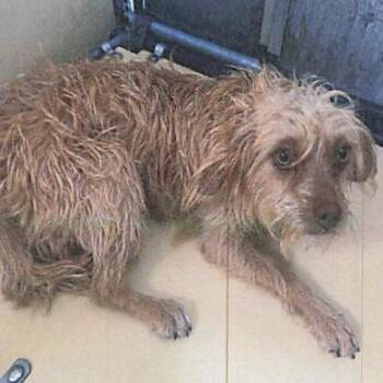 Rory A5799511 -  Terrier and Mixed Breed Dog for Adoption in Los Angeles, California - Rory A5799511 | PetCurious