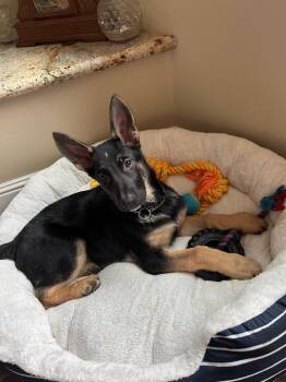 German Shepherd Dog Dogs Available for Adoption - Coal | PetCurious