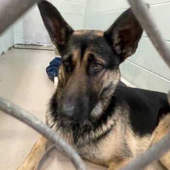 Buzz -  German Shepherd Dog Dog for Adoption in Newark, New Jersey - Buzz | PetCurious