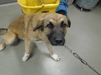 Rescue Shepherd Dogs for Adoption in Hopkinsville, Kentucky - Bella | PetCurious