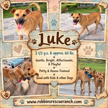 Luke -  Rhodesian Ridgeback Dog for Adoption in Brenham, Texas - Luke | PetCurious
