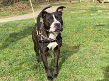 Mixed Breed Dogs Available for Adoption in West Chester, Pennsylvania - Lola | PetCurious