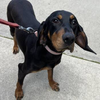 Bella -  Coonhound Dog for Adoption in Hampton Bays, New York - Bella | PetCurious