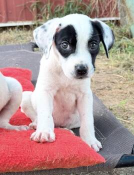 Macaroon -  Mixed Breed and Hound Dog for Adoption in Brookshire, Texas - Macaroon | PetCurious