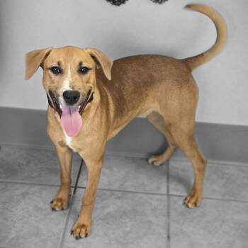 Doberman Pinscher and German Shepherd Dog Dogs Available for Adoption - Chico | PetCurious