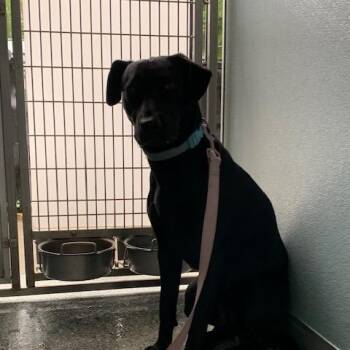 Black Labrador Retriever Dogs Available for Adoption in Charlottesville, Virginia - Sassy | PetCurious