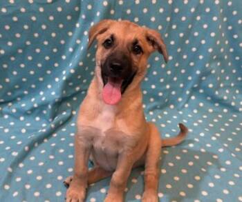 Freya -  German Shepherd Dog and Mixed Breed Dog for Adoption in Minneapolis, Minnesota - Freya | PetCurious