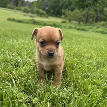 Cera -  Chihuahua Dog for Adoption in Saratoga Springs, New York - Cera | PetCurious