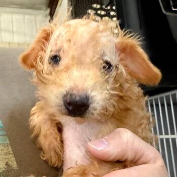 Miniature Poodle Dogs Available for Adoption in Peyton, Colorado - Rufus (AP26-01) | PetCurious