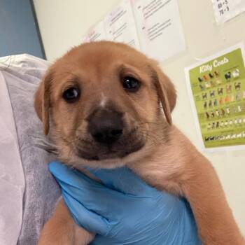 Artie -  Mixed Breed Dog for Adoption in Charleston, West Virginia - Artie | PetCurious