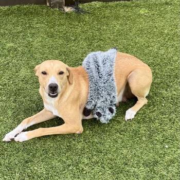 Nova* 1973 -  Labrador Retriever and Mixed Breed Dog for Adoption in Loxahatchee Groves, Florida - Nova* 1973 | PetCurious