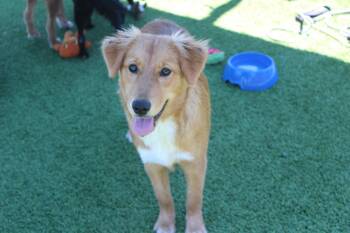 Adella -  Golden Retriever and Australian Shepherd Dog for Adoption in Chestertown, Maryland - Adella | PetCurious