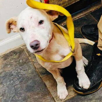 Rescue American Bulldog Dogs for Adoption in Grand Bay, Alabama - JP | PetCurious