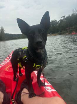 Snoop Dog -  Dachshund Dog for Adoption in Okemah, Oklahoma - Snoop Dog | PetCurious