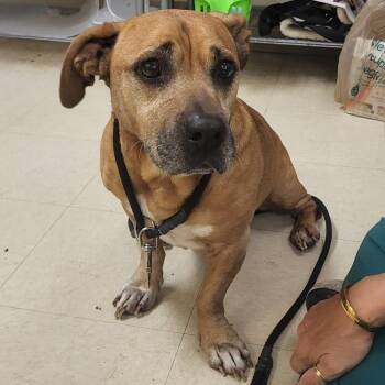 SCFL-Stray-67125 -  Mixed Breed Dog for Adoption in Lake Panasoffkee, Florida - SCFL-Stray-67125 | PetCurious