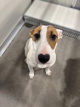 Bella So Beautiful -  Bull Terrier and Mixed Breed Dog for Adoption in Fresno, California - Bella So Beautiful | PetCurious