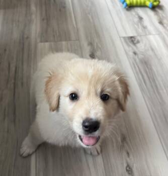 Soapy * -  Labrador Retriever Dog for Adoption in West Palm Beach, Florida - Soapy * | PetCurious