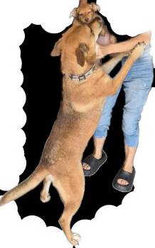 Rescue Shepherd and Rhodesian Ridgeback Dogs for Adoption in Manhattan Beach, California - Sweet Maple Syrup! | PetCurious