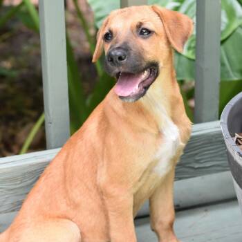 Mika (Victoria Litter) -  Labrador Retriever and Shepherd Dog for Adoption in Conroe, Texas - Mika (Victoria Litter) | PetCurious
