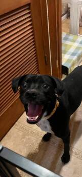 Stormi -  Boxer Dog for Adoption - Stormi | PetCurious