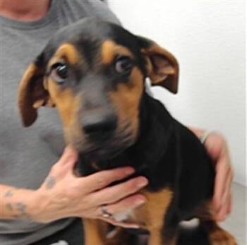BAM BAM -  English Coonhound and Mixed Breed Dog for Adoption in Albuquerque, New Mexico - BAM BAM | PetCurious
