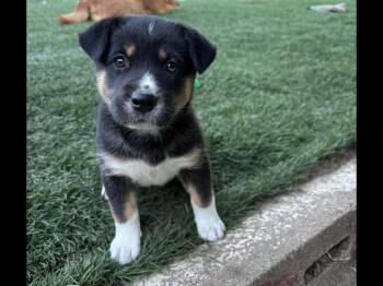 Star -  Labrador Retriever Dog for Adoption in Sioux City, Iowa - Star | PetCurious