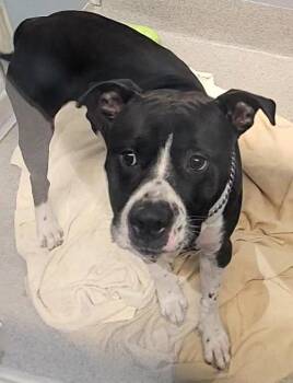 Oreo -  Pit Bull Terrier Dog for Adoption in Bloomington, Indiana - Oreo | PetCurious
