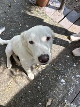 HEIDI -  Border Collie and Mixed Breed Dog for Adoption in Chester, South Carolina - HEIDI | PetCurious
