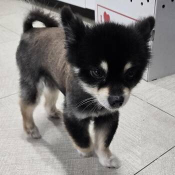 Fabuloso -  Pomeranian Dog for Adoption in Newark, New Jersey - Fabuloso | PetCurious