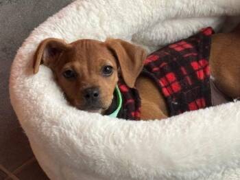 Chihuahua and Dachshund Dogs Available for Adoption in Muskego, Wisconsin - Petals The Small Breed Puppy | PetCurious