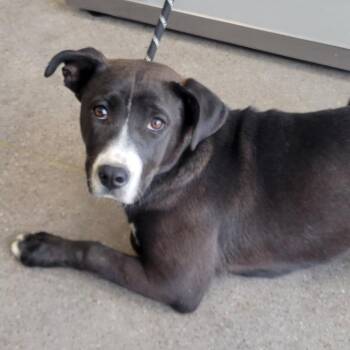 Mixed Breed Dogs Available for Adoption in Las Cruces, New Mexico - 106336 | PetCurious