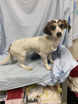 Chihuahua and Dachshund Dogs Available for Adoption - A608176 | PetCurious