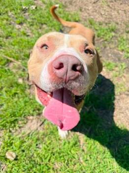 Freeport -  Pit Bull Terrier Dog for Adoption in Chicago, Illinois - Freeport | PetCurious