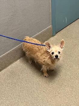 ATHENA -  Terrier and Mixed Breed Dog for Adoption in Las Vegas, Nevada - ATHENA | PetCurious