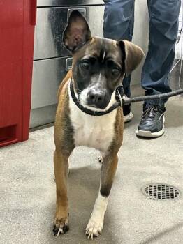 SHEILA -  Rat Terrier Dog for Adoption - SHEILA | PetCurious