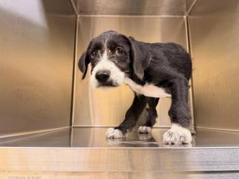 JEM -  German Wirehaired Pointer and Labrador Retriever Dog for Adoption in Tustin, California - JEM | PetCurious