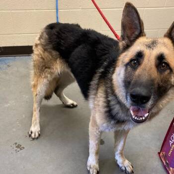 BLUE -  Mixed Breed Dog for Adoption in Memphis, Tennessee - BLUE | PetCurious